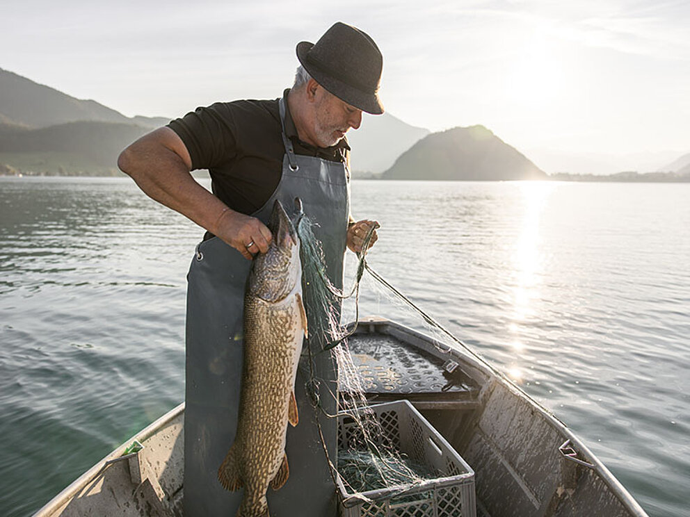 Ein Fischer im Boot hält einen großen Fisch im Netz.