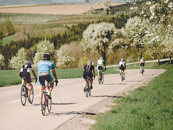 eine Gruppe Rennradfahrer auf einer schmalen Straße umgeben von blühenden Bäumen