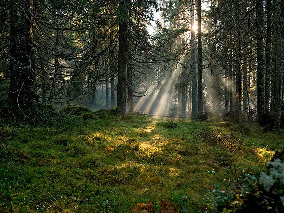 dichter Kiefernwald mit Moosgrund und Sonnenstrahlen in Schweden