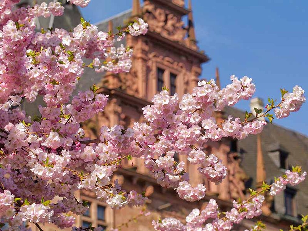 Frühling in Aschaffenburg am Main
