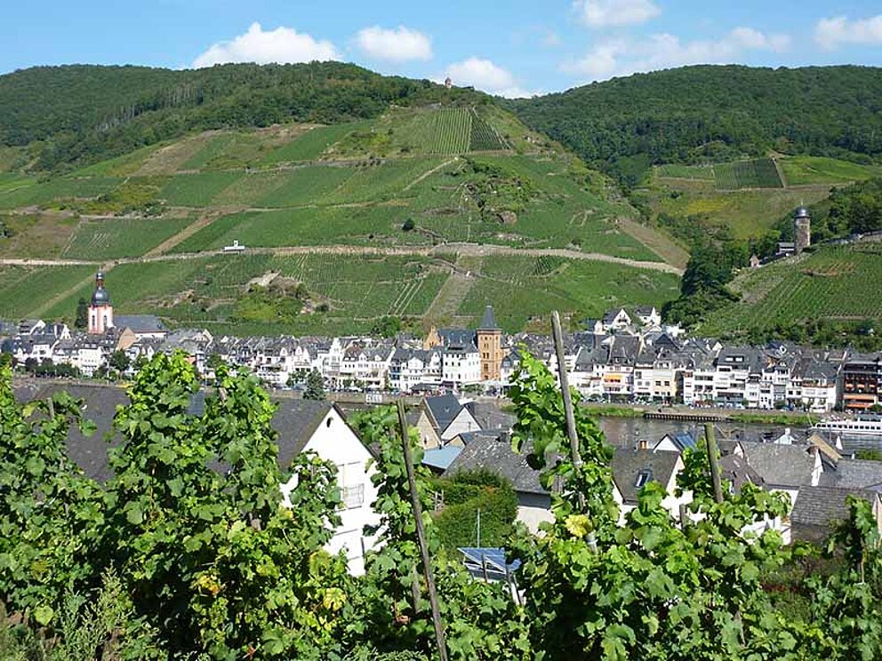 Blick vom Weinberg auf die Mosel und Zell
