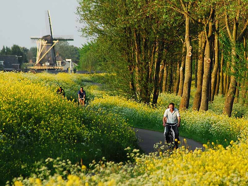 Radfahrer unterwegs durch blühende Felder in den Niederlanden