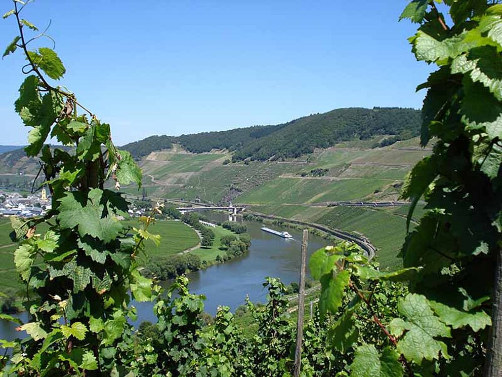 Blick auf die Mosel durch Weinreben in Deutschland