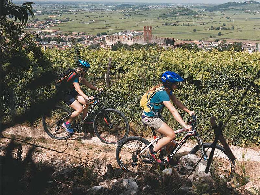 2 Radfahrer am Schotterweg fahren durch einen Weingarten