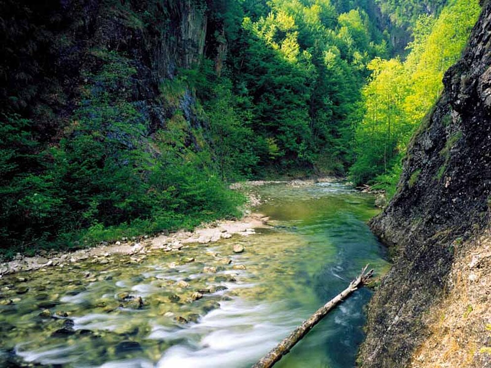 die Schlucht von Reichraming mit einem Bach. Links ragen steil Abhänge auf. Rechts ist ein schmaler Steig am Felsen. In der Schlucht wachsen Bäume und Büsche.