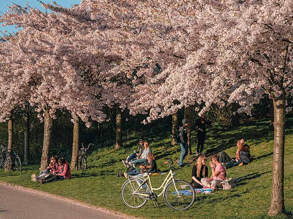 Personen sitzen in der Wiese im Park unter herrlichen blühenden Obstbäumen