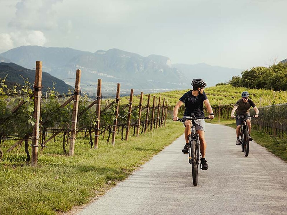 2 Radfahrer am asphaltierten Radweg durch einen Weingarten