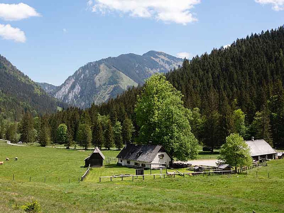Ausblick auf die Laussabauernalm im Nationalpark-Kalkalpen