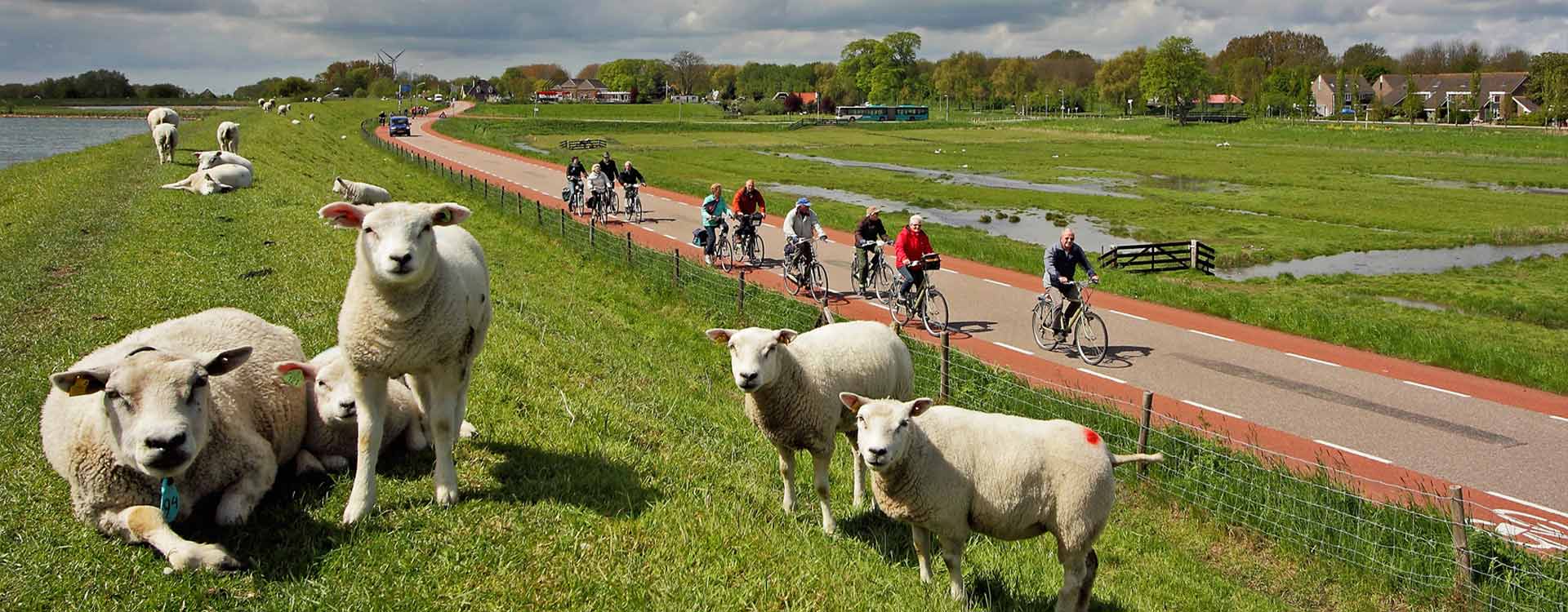 Radfahrer auf einem Radweg unterhalb eines Dammes mit Schafen.