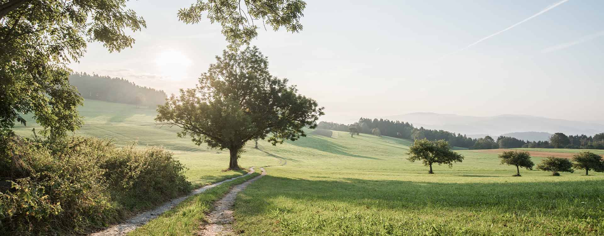 Mühlviertler Landschaft mit alten Obstbäumen und einem Feldweg